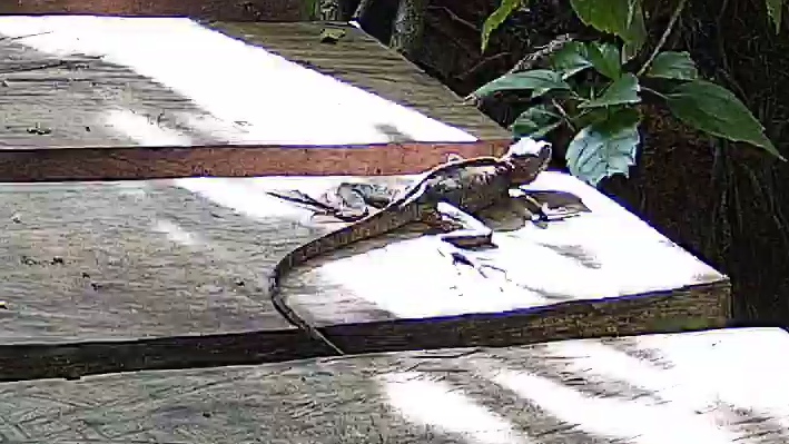 Western basilisk