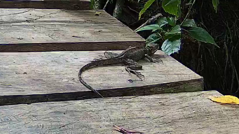 Western basilisk