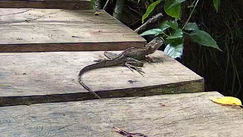 Sailfin lizard