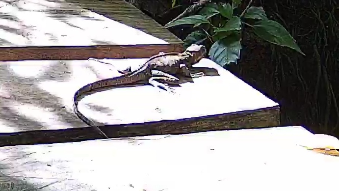 Sailfin lizard