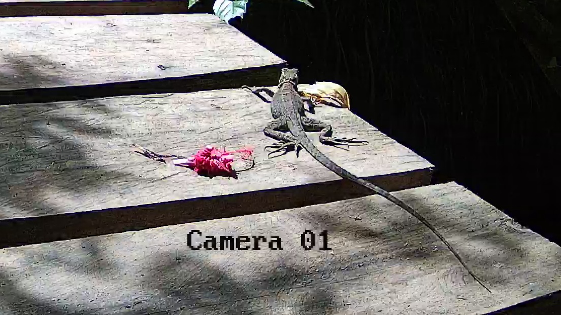 Western basilisk