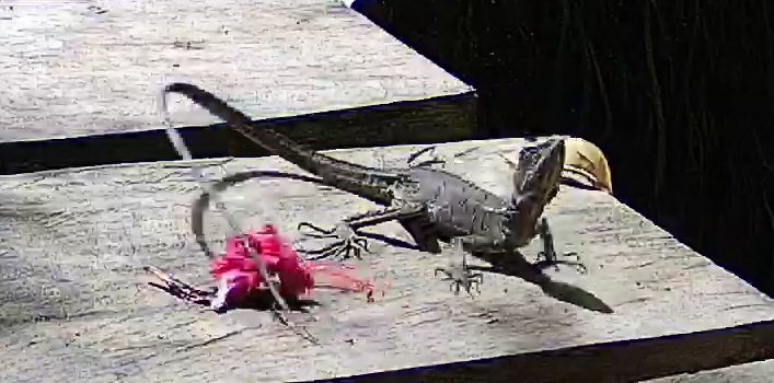 Common basilisk