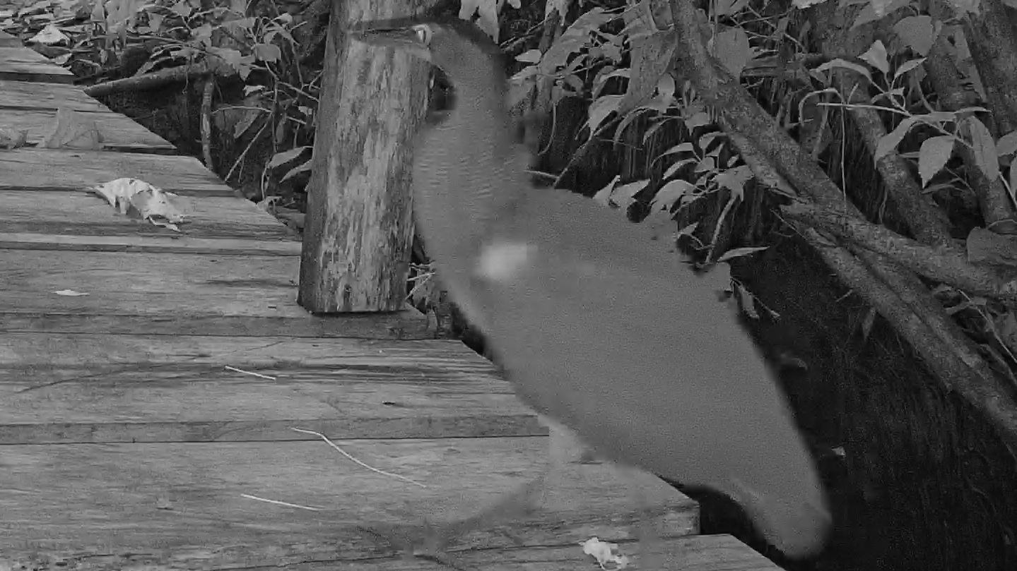 Bare-throated tiger-heron