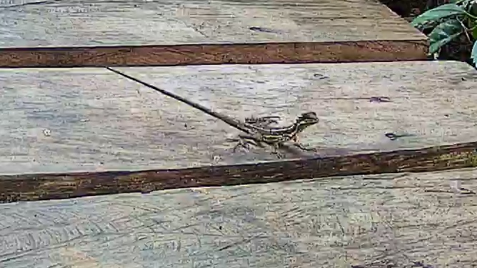 Brown basilisk