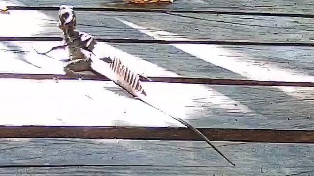 Brown basilisk