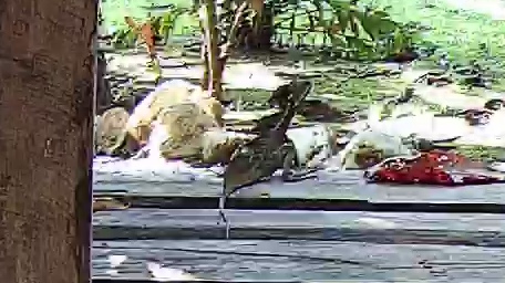 Common Basilisk