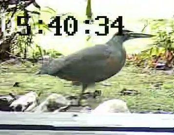 Rufous Tiger Heron