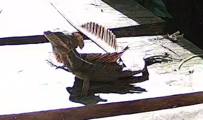 Common basilisk