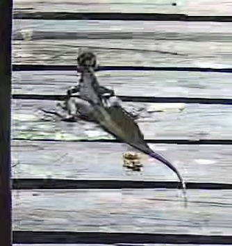 Brown basilisk