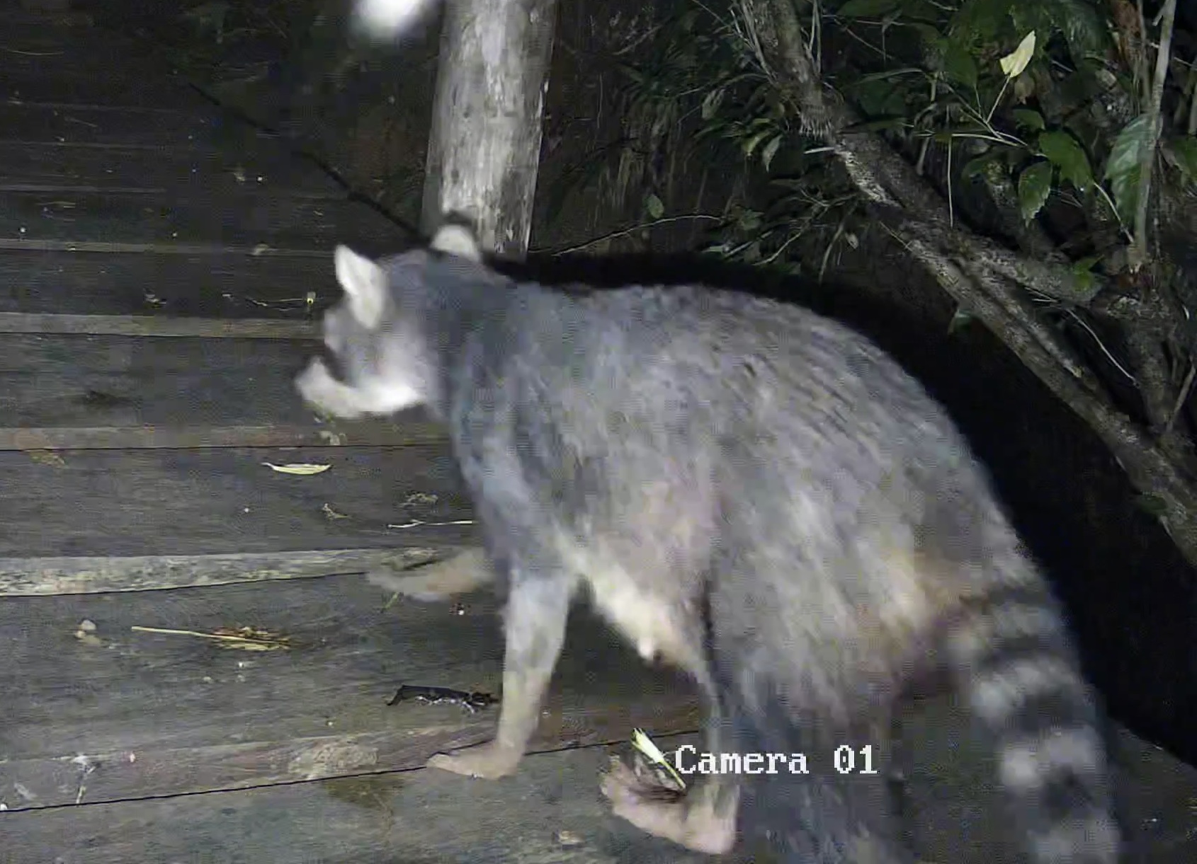 Crab-eating raccoon