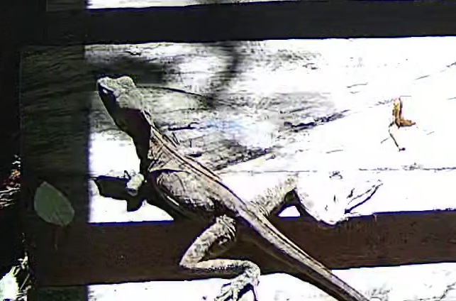 Common basilisk