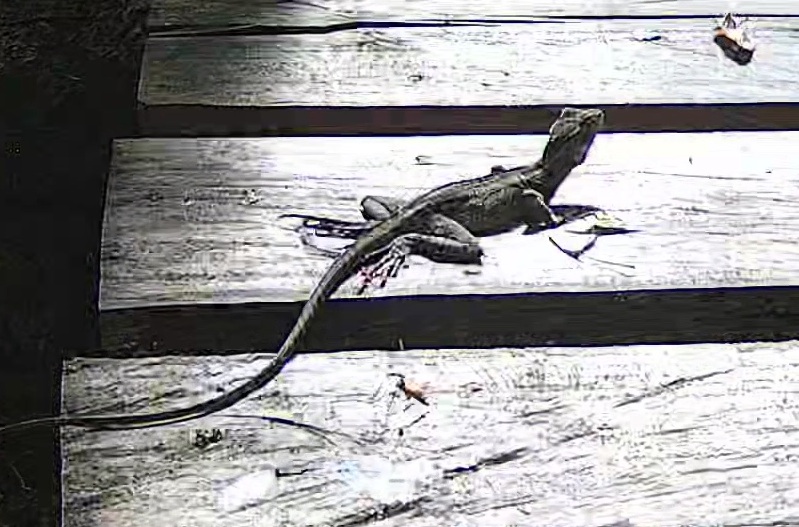 Brown basilisk