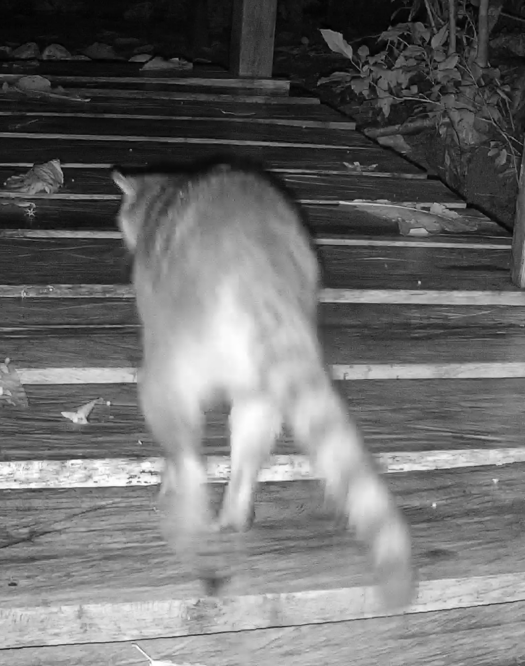 Common Raccoon