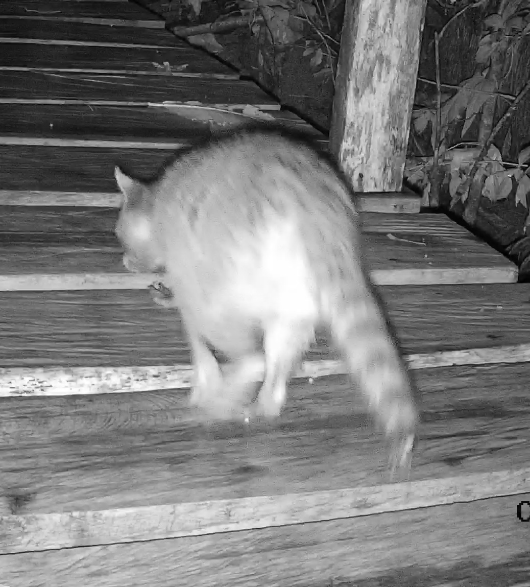 Common Raccoon