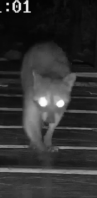 Common Raccoon