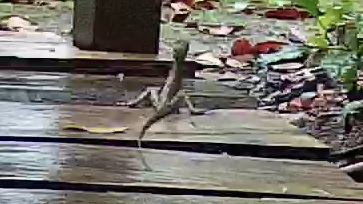 Common basilisk