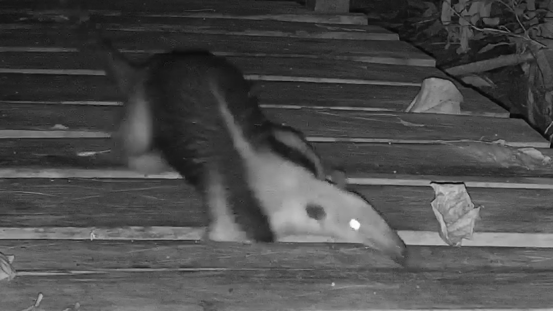 Northern tamandua