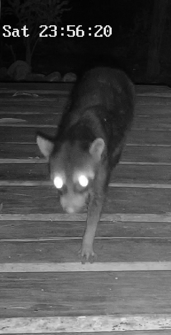 Common Raccoon