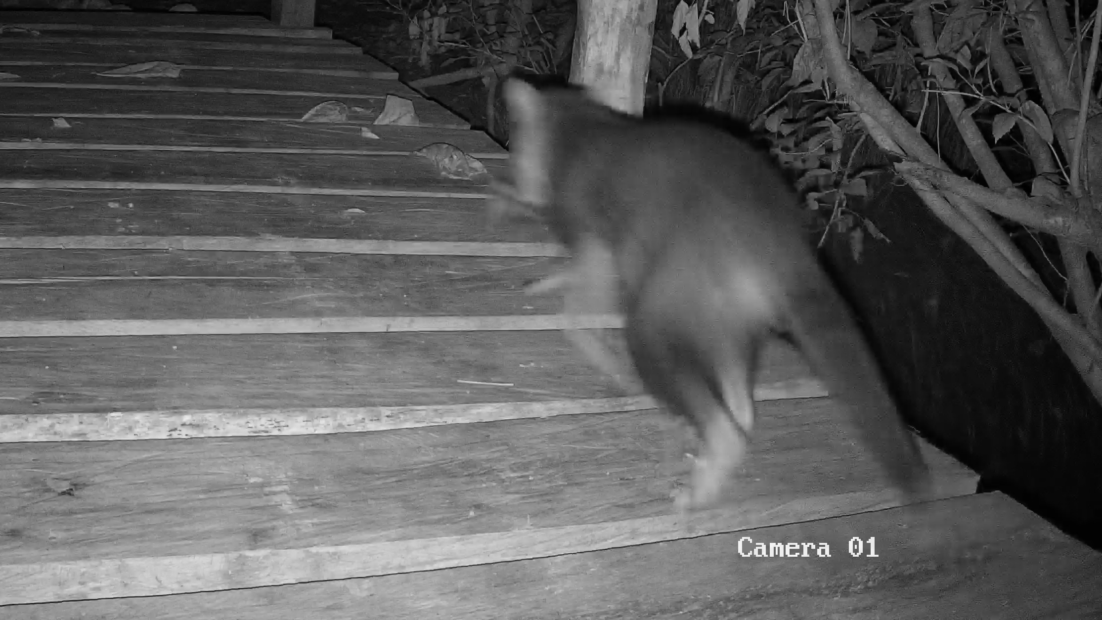 Common Raccoon