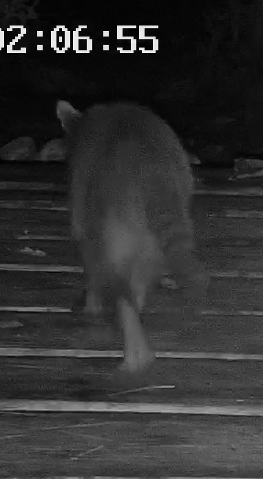 Common Raccoon