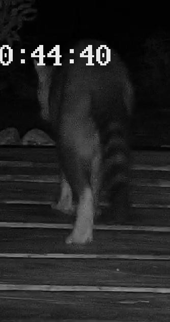 Crab-eating raccoon