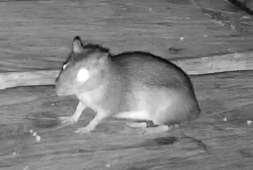 Rat
