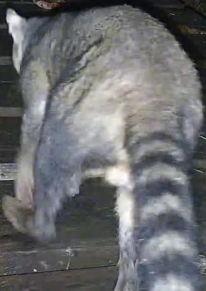 Crab-eating Raccoon