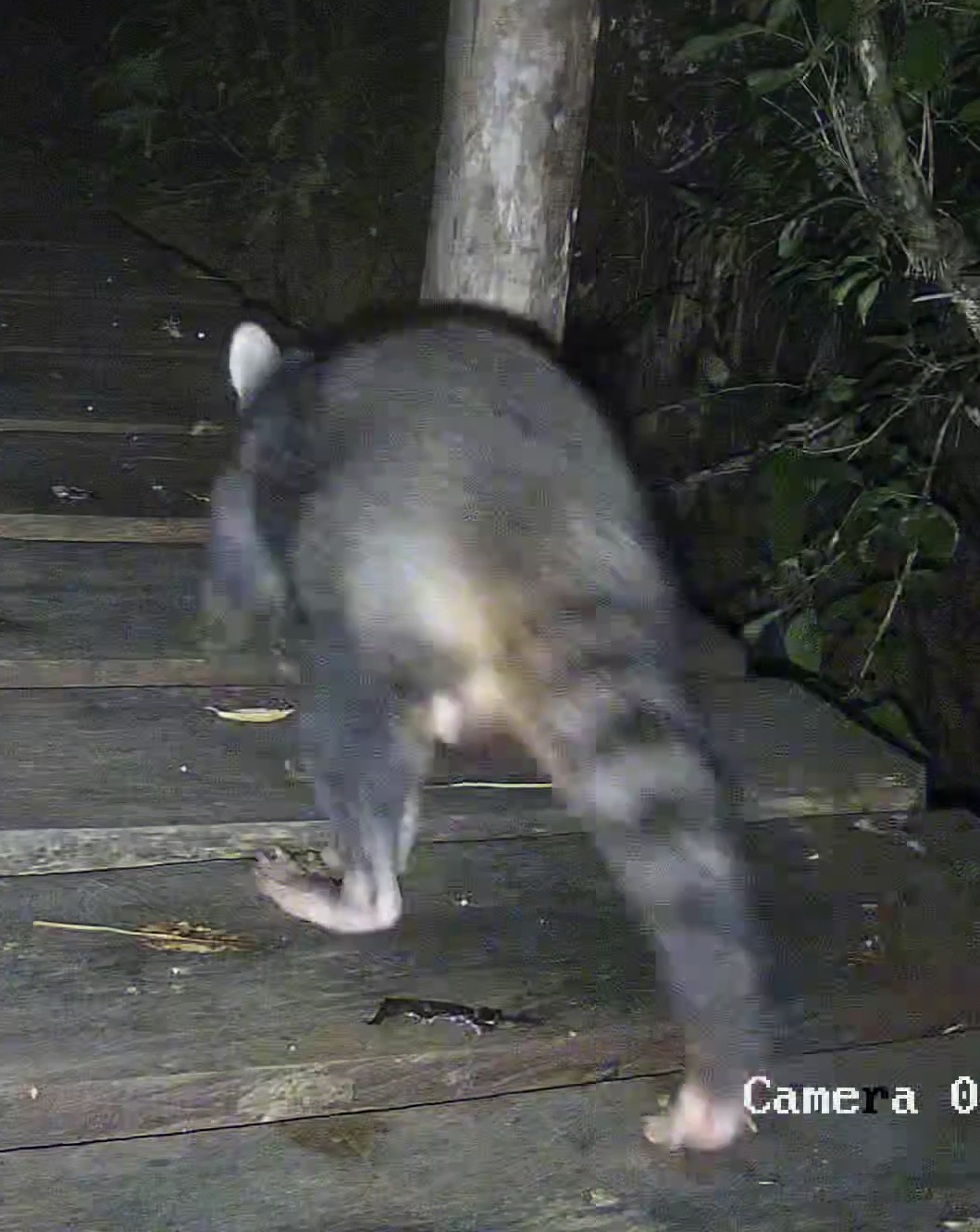 Crab-eating raccoon