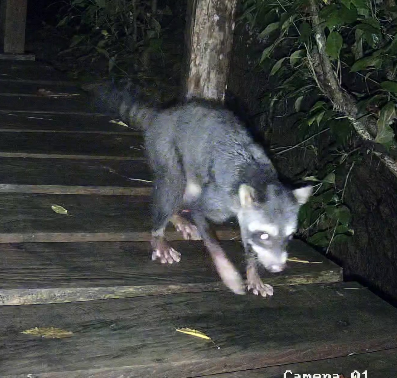 Crab-eating raccoon