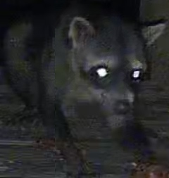 Crab-eating raccoon