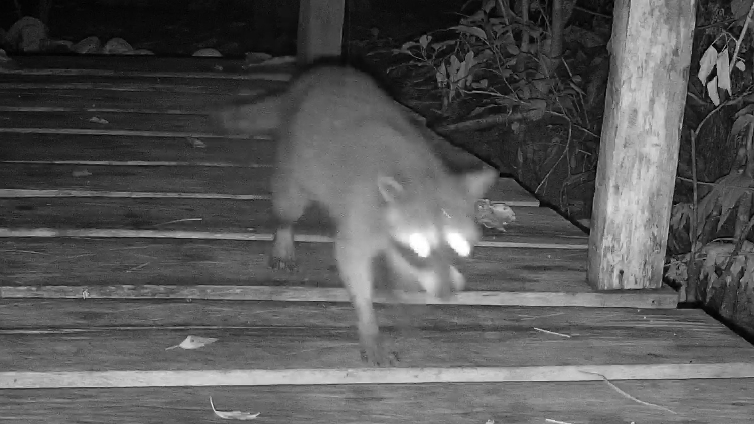 Northern Raccoon