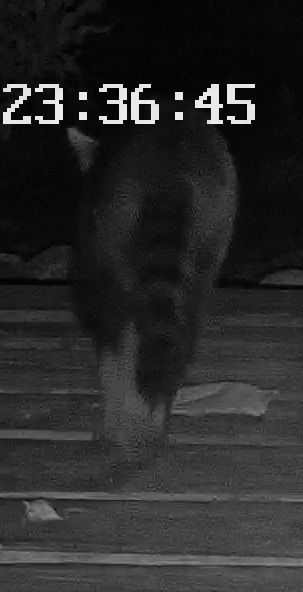 Common Raccoon
