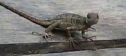 Common basilisk