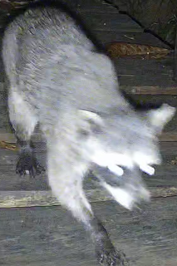 Crab-eating raccoon