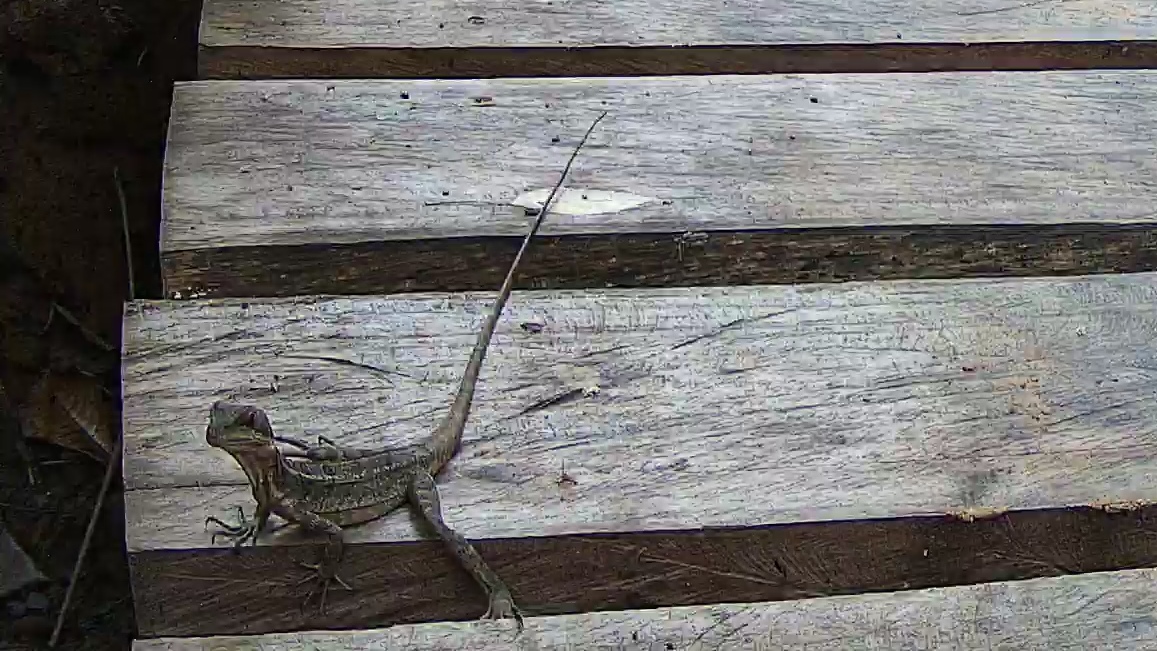 Common basilisk