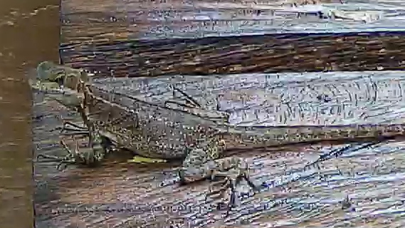 Common basilisk