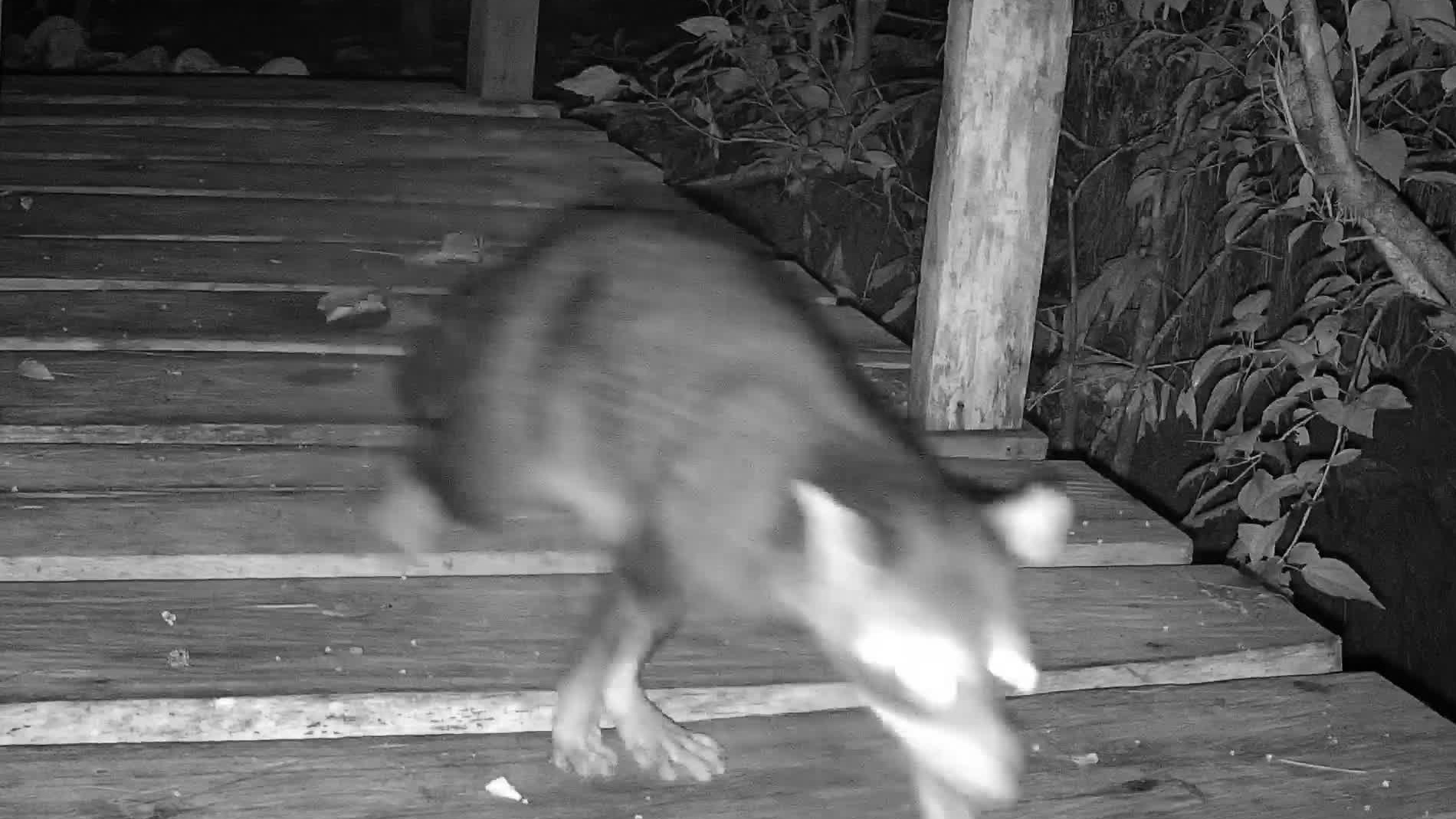 Crab-eating raccoon
