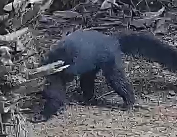 tayra