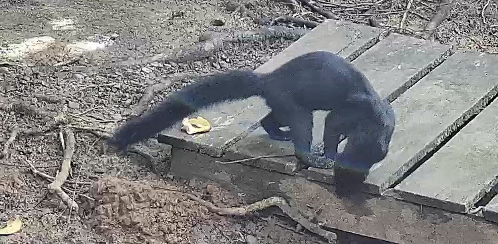 tayra