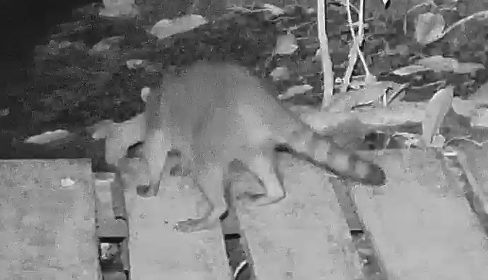 Crab-eating Raccoon