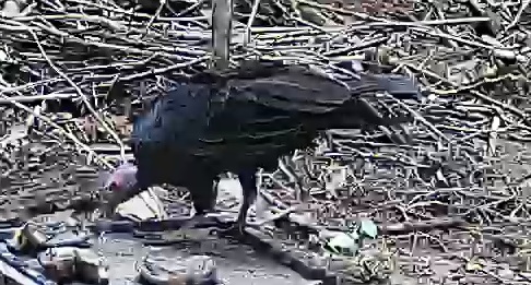 Turkey Vulture