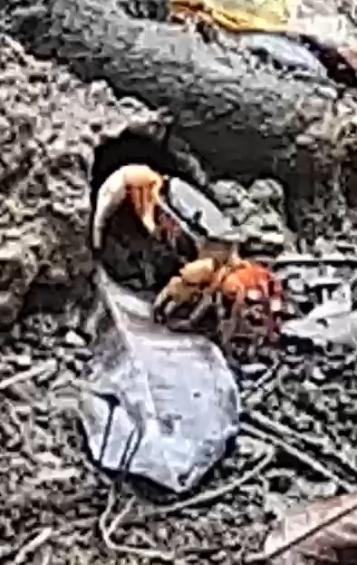 Fiddler Crab