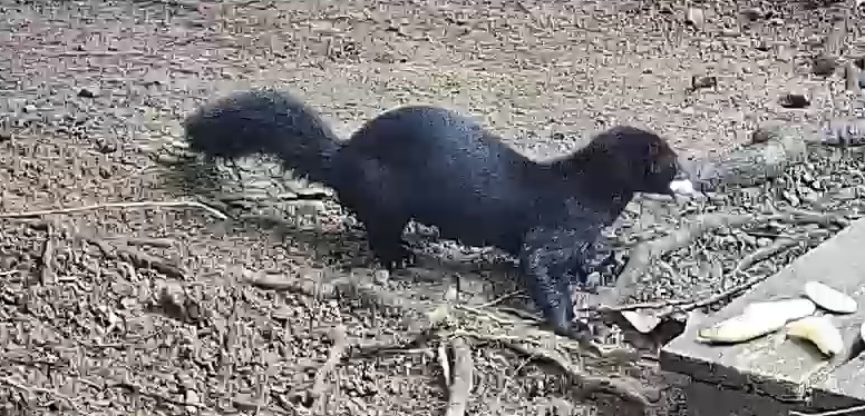 tayra