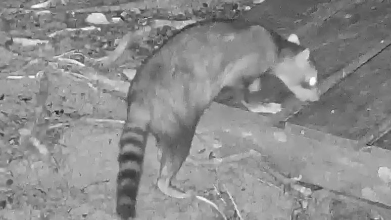 Common Raccoon