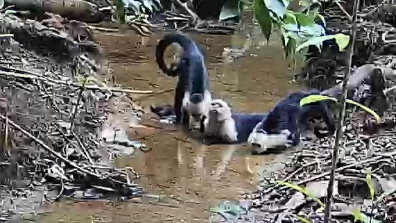 White-headed Capuchin
