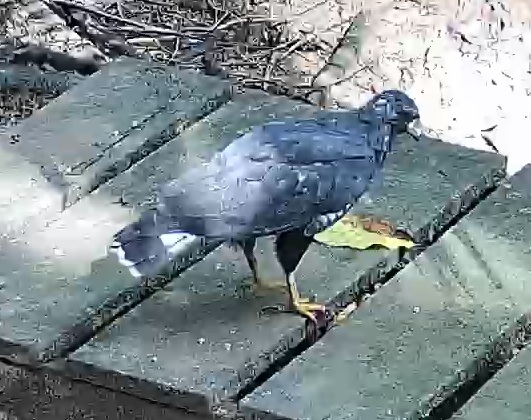 Common Black-Hawk
