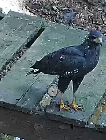 Common Black-Hawk