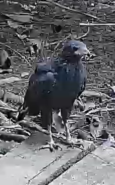 Great black hawk
