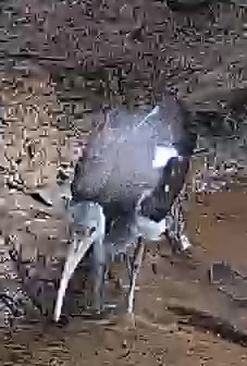 Striated Heron