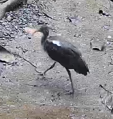 Black Vulture